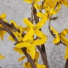 Single branches of winter jasmine, azalea, forsythia, inch gold artificial flowers, artificial flowers, creative new Chinese-style home, wedding decoration, soft furnishing arrangement, silk flowers, artificial flowers, artificial winter jasmine Application Scenario